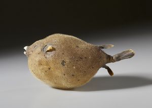 . : Coppia di pesci palla essiccati  - Asta Asta 373 | ARTE ORIENTALE E ISLAMICA - ARTE ORIENALE E WUNDERKAMMER Online - Associazione Nazionale - Case d'Asta italiane