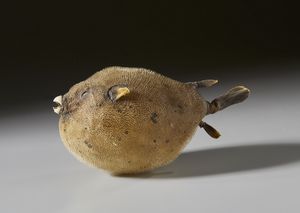 . : Coppia di pesci palla essiccati  - Asta Asta 373 | ARTE ORIENTALE E ISLAMICA - ARTE ORIENALE E WUNDERKAMMER Online - Associazione Nazionale - Case d'Asta italiane