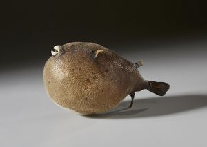 . : Coppia di pesci palla essiccati  - Asta Asta 373 | ARTE ORIENTALE E ISLAMICA - ARTE ORIENALE E WUNDERKAMMER Online - Associazione Nazionale - Case d'Asta italiane