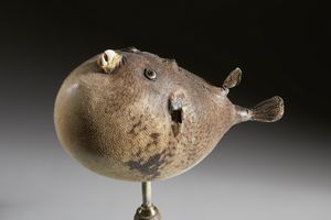 . : Pesce palla essiccato  - Asta Asta 373 | ARTE ORIENTALE E ISLAMICA - ARTE ORIENALE E WUNDERKAMMER Online - Associazione Nazionale - Case d'Asta italiane