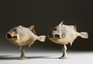 . : Coppia di pesci balestra  - Asta Asta 373 | ARTE ORIENTALE E ISLAMICA - ARTE ORIENALE E WUNDERKAMMER Online - Associazione Nazionale - Case d'Asta italiane