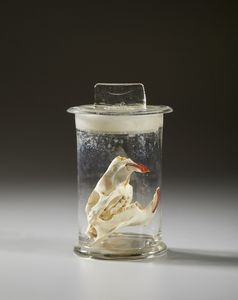 . : Cinque vasi contenenti reperti anatomici  - Asta Asta 373 | ARTE ORIENTALE E ISLAMICA - ARTE ORIENALE E WUNDERKAMMER Online - Associazione Nazionale - Case d'Asta italiane