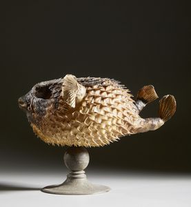 . : Pesce istrice  - Asta Asta 373 | ARTE ORIENTALE E ISLAMICA - ARTE ORIENALE E WUNDERKAMMER Online - Associazione Nazionale - Case d'Asta italiane