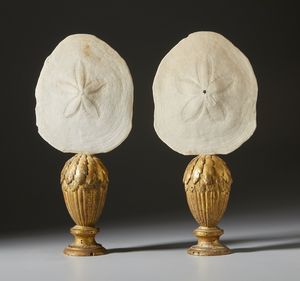 . - Coppia di ricci marini