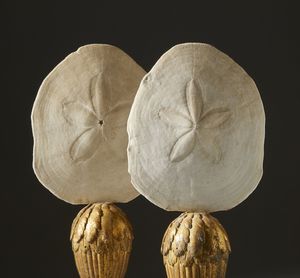 . : Coppia di ricci marini  - Asta Asta 373 | ARTE ORIENTALE E ISLAMICA - ARTE ORIENALE E WUNDERKAMMER Online - Associazione Nazionale - Case d'Asta italiane