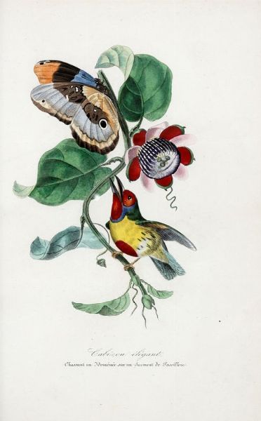 EMMANUEL LE MAOUT : [Le jardin des plantes: description complte, historique et pittoresque du Musum d'histoire naturelle].  - Asta 	Libri, autografi e manoscritti - Associazione Nazionale - Case d'Asta italiane