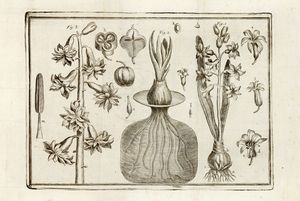 JEAN-PAUL ARDENE (DE) ROME (DE) : Trattato sulla cognizione, e cultura de' giacinti tradotto dal francese con figure in rame.  - Asta 	Libri, autografi e manoscritti - Associazione Nazionale - Case d'Asta italiane