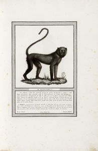 NICOLAS HENRI JACOB : Storia naturale delle scimie e dei maki [...] dietro le scoperte dei pi rinomati naturalisti.  - Asta 	Libri, autografi e manoscritti - Associazione Nazionale - Case d'Asta italiane