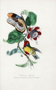 EMMANUEL LE MAOUT : [Le jardin des plantes: description complte, historique et pittoresque du Musum d'histoire naturelle].  - Asta 	Libri, autografi e manoscritti - Associazione Nazionale - Case d'Asta italiane
