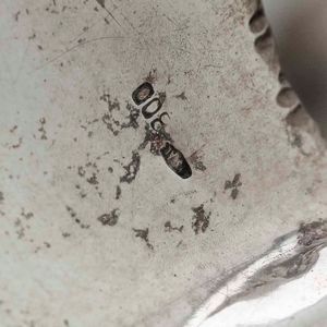 Tre ciotole a foglia in argento. Argenteria italiana del XX secolo. Argentieri differenti  - Asta Argenti - Associazione Nazionale - Case d'Asta italiane