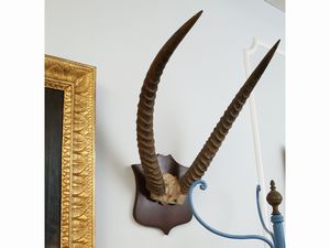 Coppia di trofei di caccia con corna di antilope  - Asta Arredi e dipinti da un antico palazzo marchigiano - Associazione Nazionale - Case d'Asta italiane