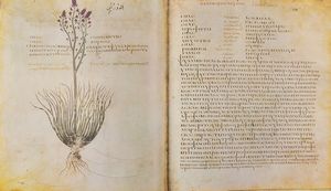 Dioscurides - Codex Vindobonensis Medicus Graecus 1  - Asta L'arte di riprodurre codici - Associazione Nazionale - Case d'Asta italiane