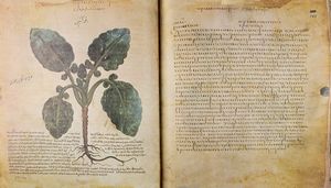 Dioscurides - Codex Vindobonensis Medicus Graecus 1  - Asta L'arte di riprodurre codici - Associazione Nazionale - Case d'Asta italiane