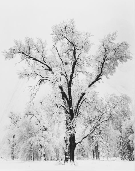 Ansel Adams : Oaktree, Snowstorm, Yosemite National Park, California  - Asta Fotografia - Associazione Nazionale - Case d'Asta italiane