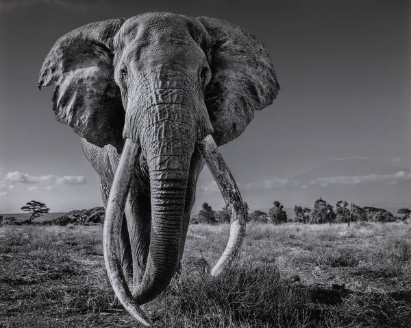 David Yarrow : Space for Giants  - Asta Fotografia - Associazione Nazionale - Case d'Asta italiane