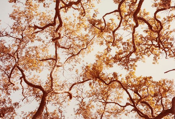 William Eggleston : Along the 30th Parallel  - Asta Fotografia - Associazione Nazionale - Case d'Asta italiane