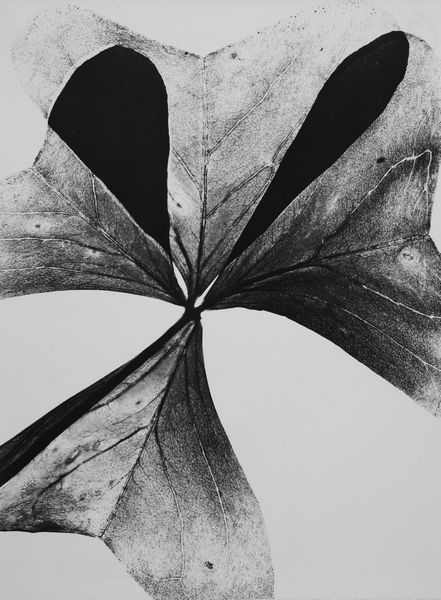 LUIGI VERONESI : Quadrifoglio (Fotogramma)  - Asta Fotografia - Associazione Nazionale - Case d'Asta italiane