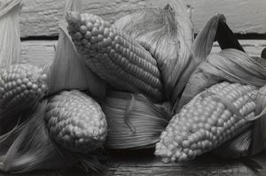 Louis Stettner - Corn, Athens, New York taken summer