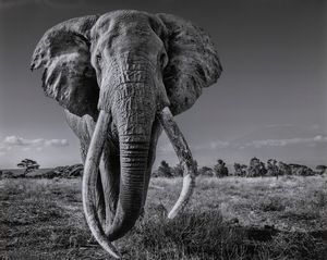 David Yarrow - Space for Giants