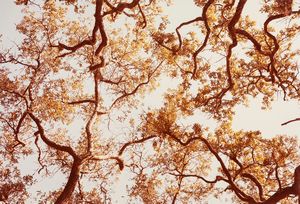 William Eggleston - Along the 30th Parallel