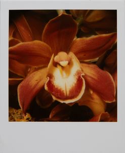 NOBUYOSHI ARAKI - Senza titolo