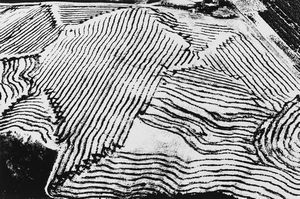 Mario Giacomelli - Presa di coscienza sulla natura