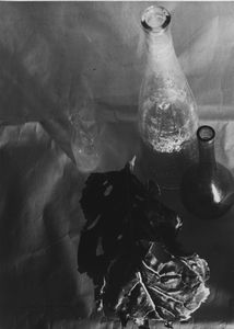 Mario Giacomelli - Natura morta con foglia