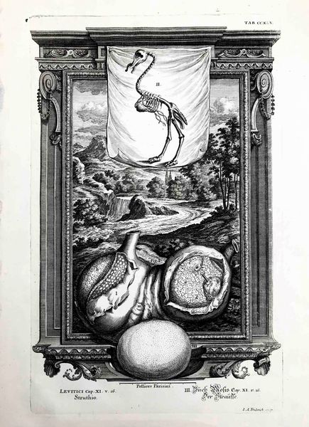 Jacob Andreas Friederich (1683 -1751) e Johann Georg Pintz (1683-1751) 2 incisioni  - Asta Oltre 300 lotti ad offerta libera - Associazione Nazionale - Case d'Asta italiane