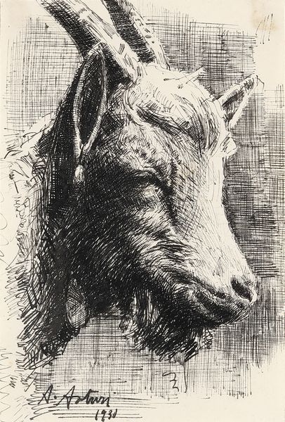 ASTURI ANTONIO (1904 - 1986) : Capretta.  - Asta Asta 380 | ARTE MODERNA E CONTEMPORANEA Virtuale - Associazione Nazionale - Case d'Asta italiane