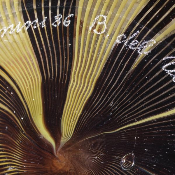 Barbara del Vicario  - Asta Design e Arti Decorative del '900 - Associazione Nazionale - Case d'Asta italiane