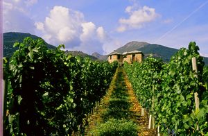 Les Cretes Valle d�Aosta Cuv�e Bois Chardonnay 2020  - Asta Pandolfini per Amici di URI - Asta Benefica per Sostenere la Ricerca Scientifica Urologica - Associazione Nazionale - Case d'Asta italiane