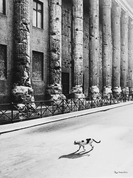 Pepi Merisio : Essere gatto a Roma, Tempio di Adriano  - Asta Fotografia: Under 1K - Associazione Nazionale - Case d'Asta italiane