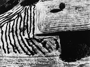 Mario Giacomelli - Presa di coscienza sulla natura