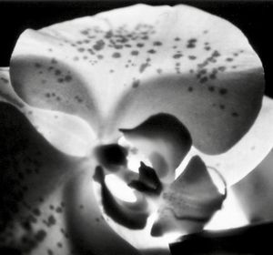 STEFANIA ROMANO - Butterfly