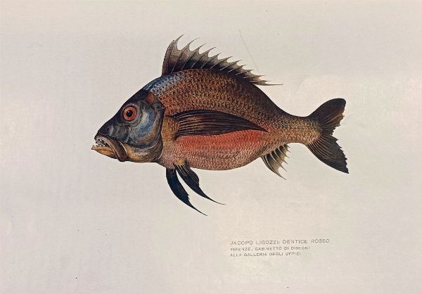 Dedalo. Rassegna d'arte diretta da Ugo Ojetti.  - Asta Libri, manoscritti e riviste [ASTA A TEMPO] - Associazione Nazionale - Case d'Asta italiane