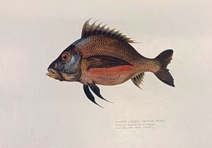 Dedalo. Rassegna d'arte diretta da Ugo Ojetti.  - Asta Libri, manoscritti e riviste [ASTA A TEMPO] - Associazione Nazionale - Case d'Asta italiane