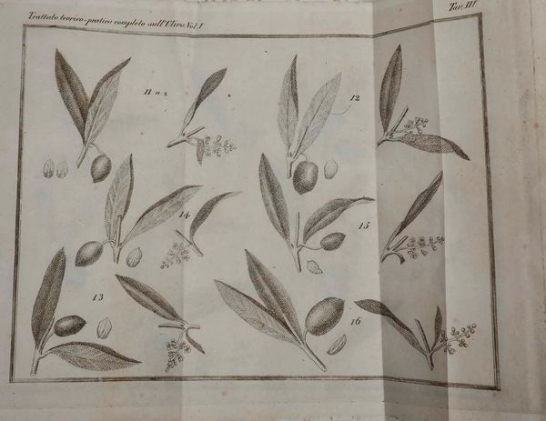 Giuseppe Tavanti : Trattato teorico - pratico completo sull�ulivo...Firenze, Piatti, 1819. Tomi I e II  - Asta Libri Antichi e Rari. Incisioni - Associazione Nazionale - Case d'Asta italiane