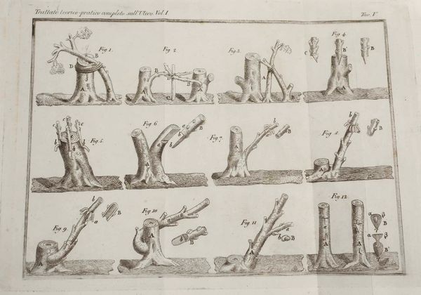 Giuseppe Tavanti : Trattato teorico - pratico completo sull�ulivo...Firenze, Piatti, 1819. Tomi I e II  - Asta Libri Antichi e Rari. Incisioni - Associazione Nazionale - Case d'Asta italiane