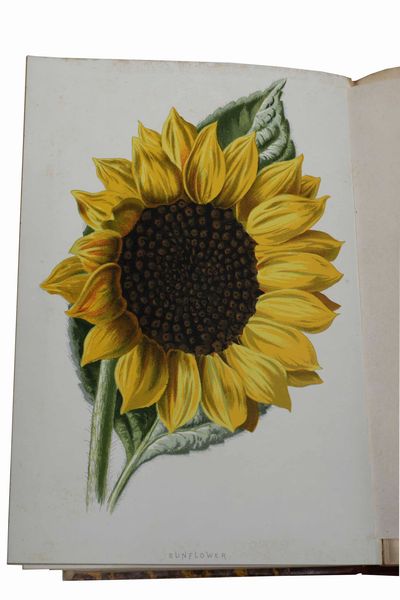 Autori vari - Botanica e floricultura : Raccolta di tre opere, due in lingua inglese e una in lingua francese, dedicate alla floricultura e alla cura dei giardini.  - Asta Libri Antichi e Rari. Incisioni - Associazione Nazionale - Case d'Asta italiane