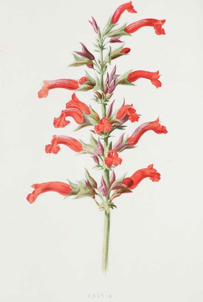 Autori vari - Botanica e floricultura : Raccolta di tre opere, due in lingua inglese e una in lingua francese, dedicate alla floricultura e alla cura dei giardini.  - Asta Libri Antichi e Rari. Incisioni - Associazione Nazionale - Case d'Asta italiane