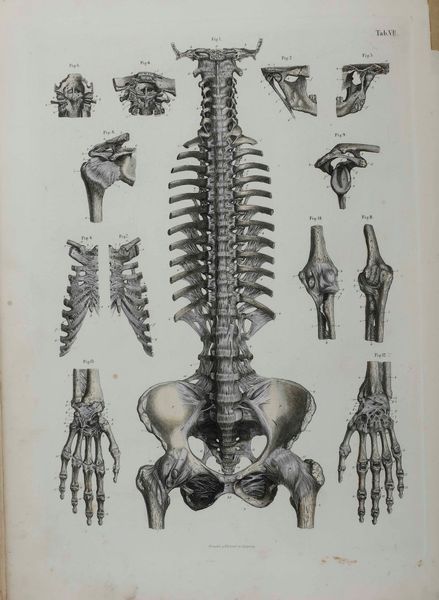 C.E. Bock Atlanti di anatomia dell'uomo. Traduzione italiana autorizzata sulla sesta edizione originale. Seconda edizione. Napoli, presso Riccardo Marghieri 1877  - Asta Libri Antichi e Rari. Incisioni - Associazione Nazionale - Case d'Asta italiane