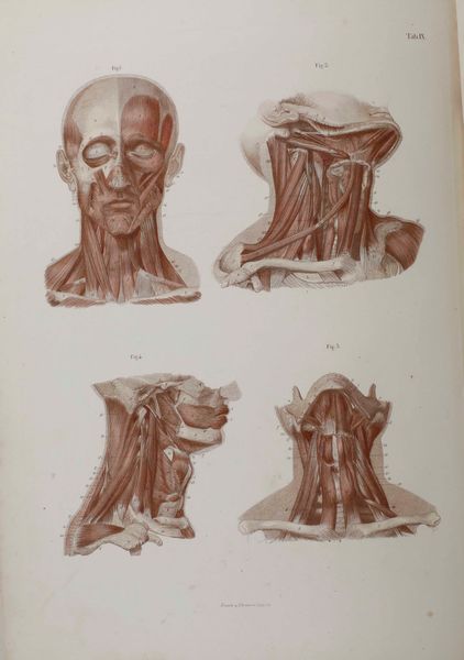 C.E. Bock Atlanti di anatomia dell'uomo. Traduzione italiana autorizzata sulla sesta edizione originale. Seconda edizione. Napoli, presso Riccardo Marghieri 1877  - Asta Libri Antichi e Rari. Incisioni - Associazione Nazionale - Case d'Asta italiane