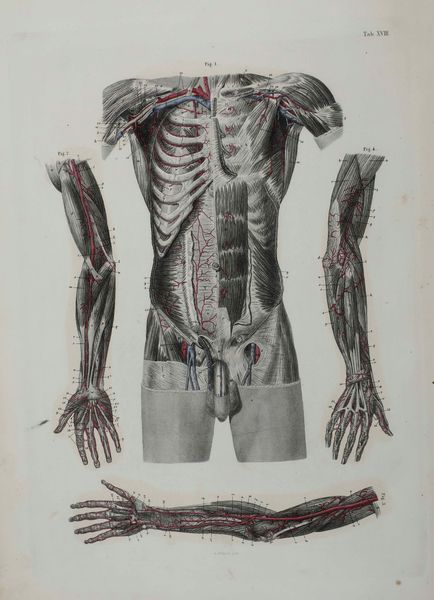 C.E. Bock Atlanti di anatomia dell'uomo. Traduzione italiana autorizzata sulla sesta edizione originale. Seconda edizione. Napoli, presso Riccardo Marghieri 1877  - Asta Libri Antichi e Rari. Incisioni - Associazione Nazionale - Case d'Asta italiane