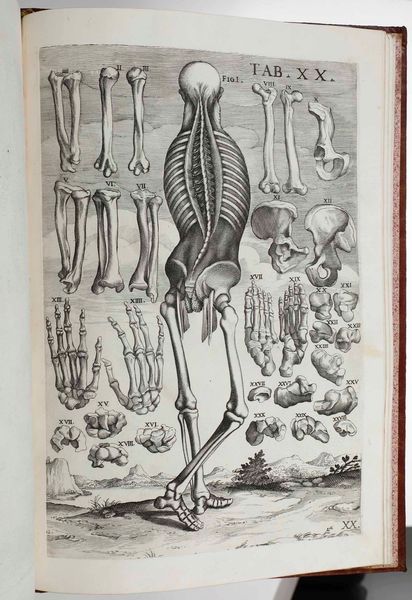 Gaetano Petrioli - Petro Berrettino Cortonensi : Tabulae Anatomicae a celeberrimo pictore Petro Berrettino Cortonensi delineatae, & egregi� aeri incifae nunc primum produent, et a Cajetano Petrioli Romano...Romae, Ex Typographia Antonii de Rubeis, 1741.  - Asta Libri Antichi e Rari. Incisioni - Associazione Nazionale - Case d'Asta italiane