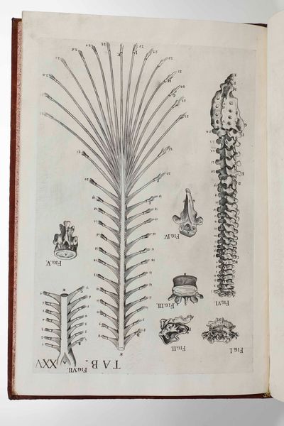 Gaetano Petrioli - Petro Berrettino Cortonensi : Tabulae Anatomicae a celeberrimo pictore Petro Berrettino Cortonensi delineatae, & egregi� aeri incifae nunc primum produent, et a Cajetano Petrioli Romano...Romae, Ex Typographia Antonii de Rubeis, 1741.  - Asta Libri Antichi e Rari. Incisioni - Associazione Nazionale - Case d'Asta italiane