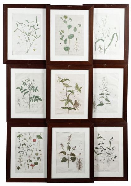 Genévieve De Nangis Regnault : De Nangis Regnault, Genvieve Serie botanica di 14 tavole con delicata coloritura.  - Asta Libri Antichi e Rari. Incisioni - Associazione Nazionale - Case d'Asta italiane