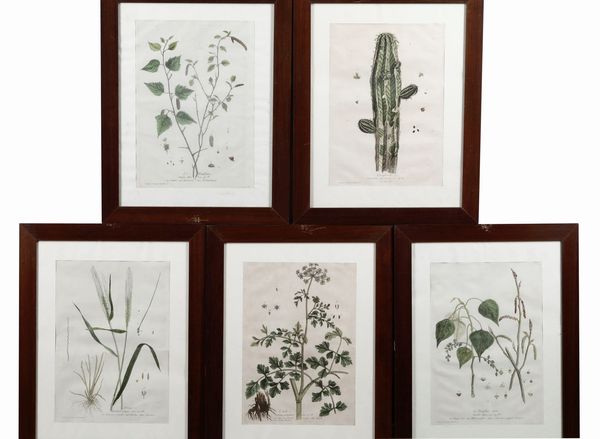 Genévieve De Nangis Regnault : De Nangis Regnault, Genvieve Serie botanica di 14 tavole con delicata coloritura.  - Asta Libri Antichi e Rari. Incisioni - Associazione Nazionale - Case d'Asta italiane