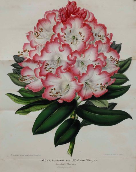 Casimir Magnat : Trait� du langage symbolique, emblematique et religieux des fleurs, Paris, A. Touzet (1855)  - Asta Libri Antichi e Rari. Incisioni - Associazione Nazionale - Case d'Asta italiane