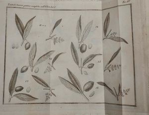 Giuseppe Tavanti : Trattato teorico - pratico completo sull�ulivo...Firenze, Piatti, 1819. Tomi I e II  - Asta Libri Antichi e Rari. Incisioni - Associazione Nazionale - Case d'Asta italiane
