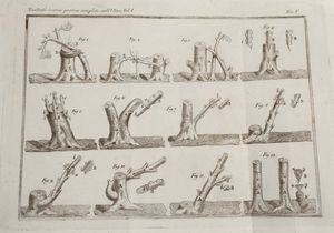 Giuseppe Tavanti : Trattato teorico - pratico completo sull�ulivo...Firenze, Piatti, 1819. Tomi I e II  - Asta Libri Antichi e Rari. Incisioni - Associazione Nazionale - Case d'Asta italiane